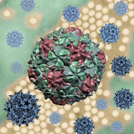 (Representational Picture) Polio Virus