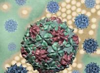 Polio Virus