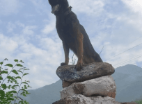 Army's Dog Zoom