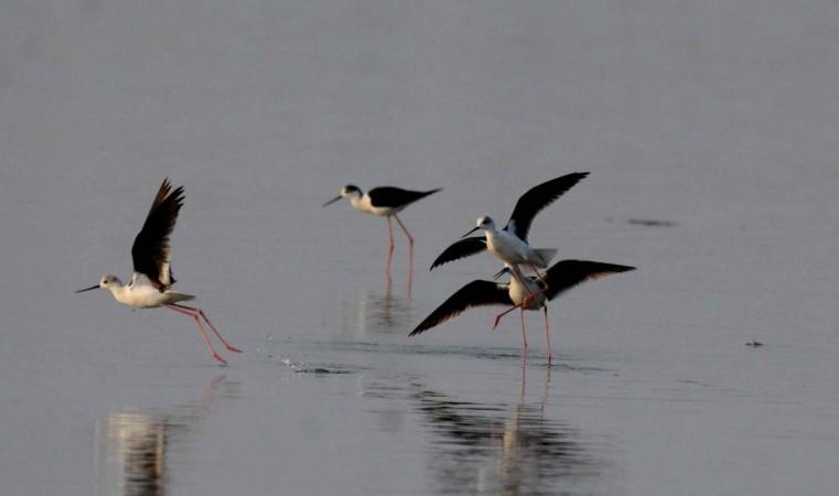 Migratory birds Migratory birds