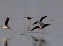 Migratory birds