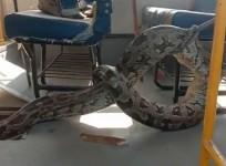 Python found on school bus in UP's Raebareli