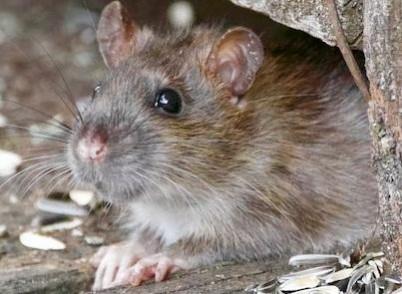Rats Rat.
