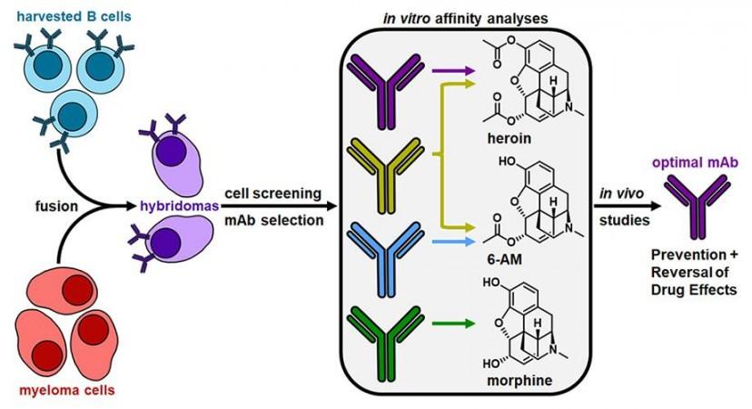 Development of an effective monoclonal antibody against heroin and its metabolites heroin
