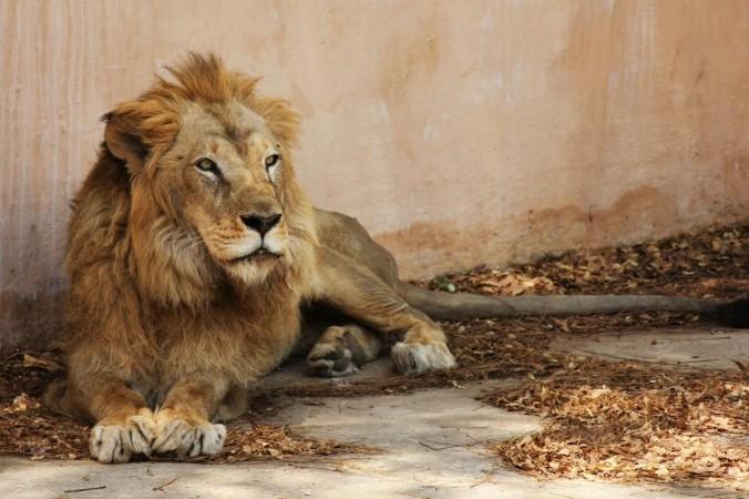 Lion Lion