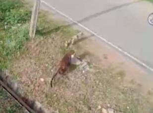Leopard sneaks into residential area attacks people in K'taka dist; caught Leopard sneaks into residential area attacks people in K'taka dist; caugh