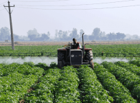 agriculture