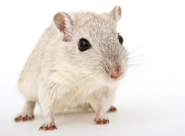 A white mouse (Representational Picture) Mice