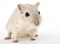 Mice