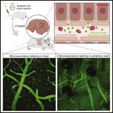 Reseachers can follow the blood flow in the brain by making mouse blood fluorescent. Mice
