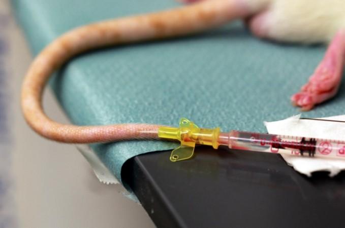Tail vein injection of mice (Representational Picture) Mice