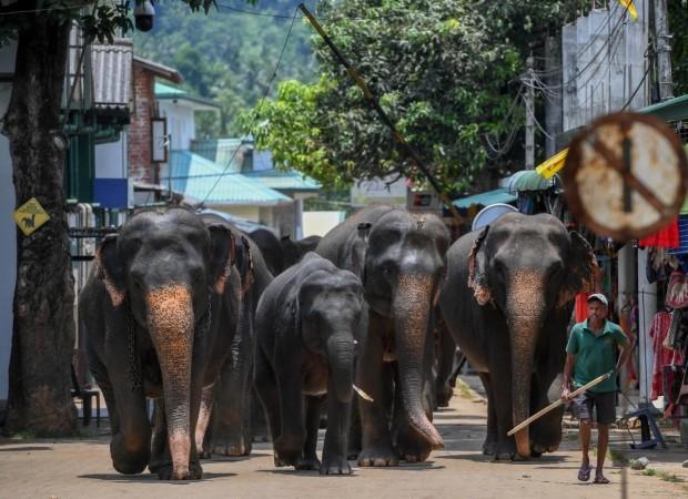 COLOMBO, May 12, 2019 (Xinhua) -- Elephants walk back to Pinnawala Elephant Orphanage after a bath in Pinnawala, Sri Lanka, April 11, 2019 COLOMBO, May 12, 2019 (Xinhua) -- Elephants walk back to Pinnawala Elephant Orphanage after a bath in Pinnawala, Sri Lanka, April 11, 2019