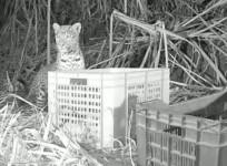 anxious Leopard mon reunited with her 3 lost cubs