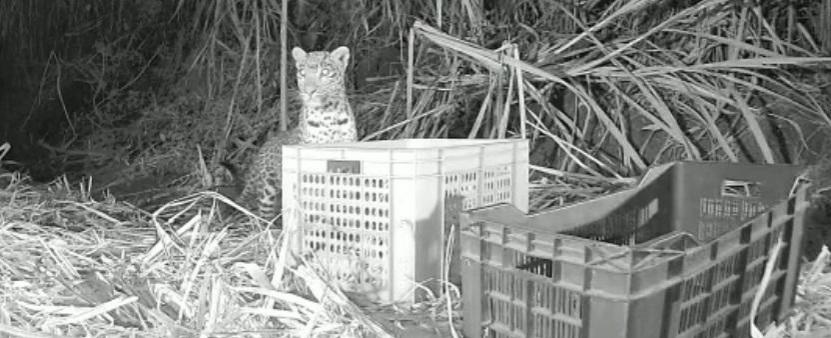 Anxious Leopard mon reunited with her 3 lost cubs anxious Leopard mon reunited with her 3 lost cubs