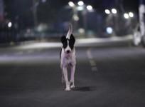 Dogs