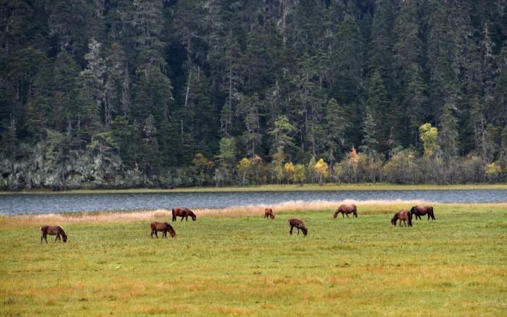 The photo taken on Oct. 1, 2015 shows the scenery of Potatso National Park in Shangri-La county, southwest China's Yunnan Province. As the first national park on the Chinese mainland, Potatso was open to the public in 2007. The eco-environment of Potatso is well preserved with marsh, lakes, virgin forests, brooks, springs, and rare fauna and flora resources Flora and Fauna