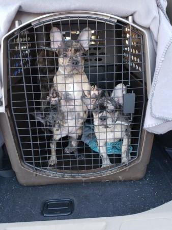 The puppies recovered from Stimpson Puppies