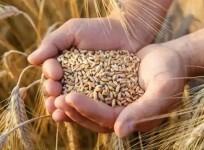 Wheat