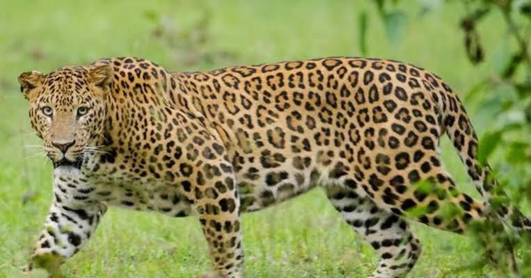 Leopard Leopard