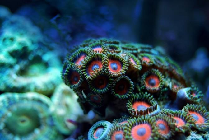 Over 7,000 new marine species have been discovered from the Pacific, Atlantic and Indian oceans, shedding new light on understanding of microbial biodiversity in the seas. Over 7,000 new marine species have been discovered from the Pacific, Atlantic and Indian oceans.