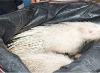 porcupines