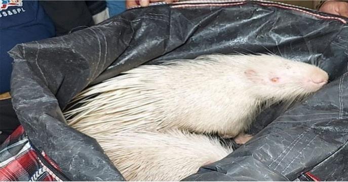A picture of the rescued porcupines provided by the state forest department porcupines