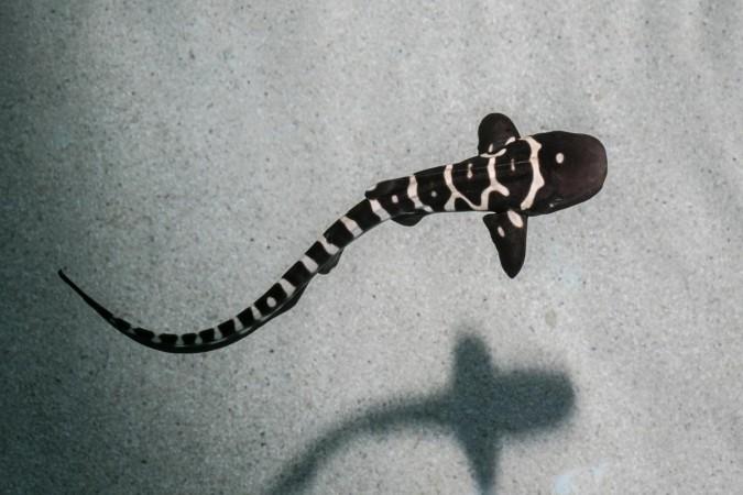 A zebra shark pup Zebra Shark