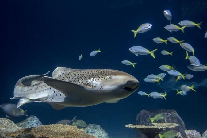 A zebra shark at Shedd Zebra Shark