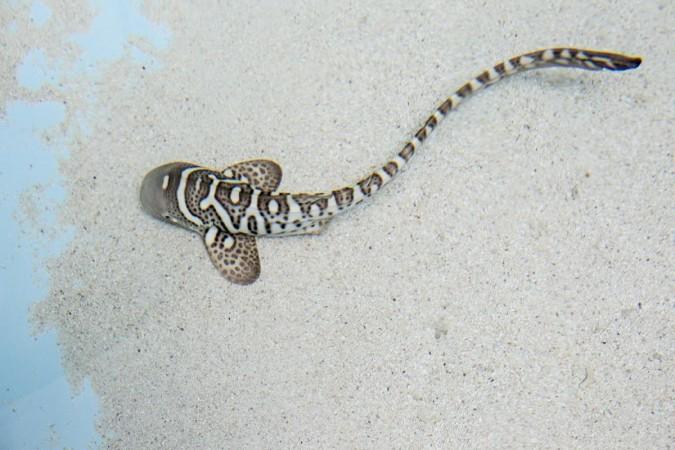 A zebra shark pup Zebra Shark