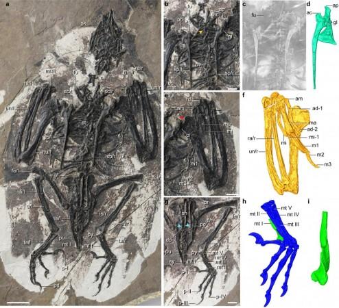 Photograph of the 120-million-year-old bird Cratonavis zhui Cratonavis zhui