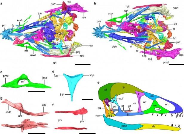 Digital reconstruction of the skull of Cratonavis zhui Cratonavis zhui