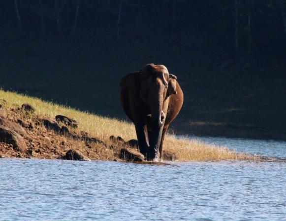 Elephant .(photo:Modi/Twitter) Elephant