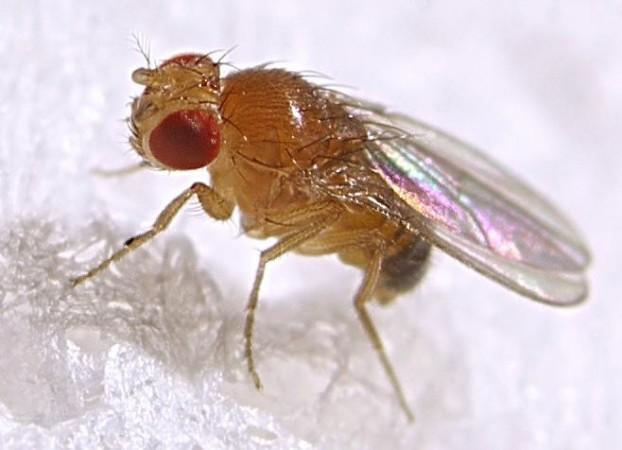 A male fruit fly- Drosophila melanogaster (Representational Picture) fruit fly