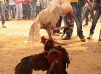 Cockfight