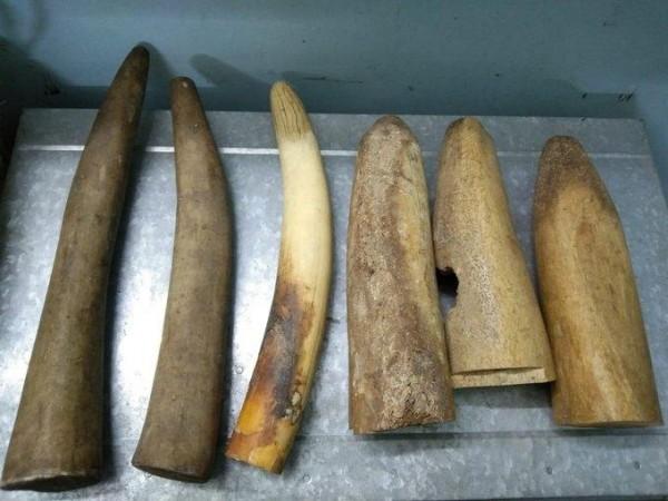 Six elephant tusks seized; one arrested Six elephant tusks seized; one arrested
