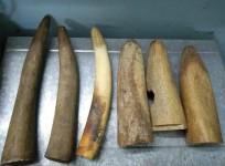 Six elephant tusks seized; one arrested