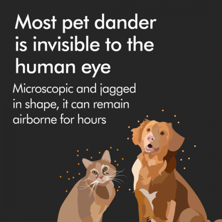 Pets are a great solution to loneliness – but sadly there are no pets that are 100% hypoallergenic.