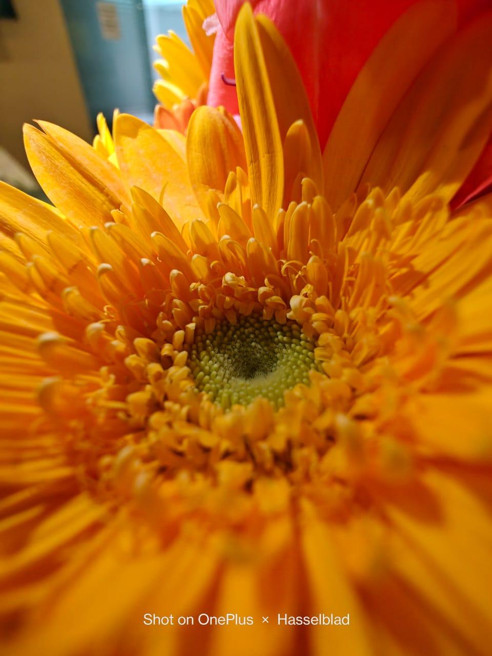 camera samples shot on OnePlus 11