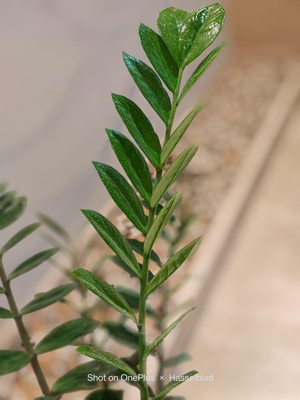 camera samples shot on OnePlus 11