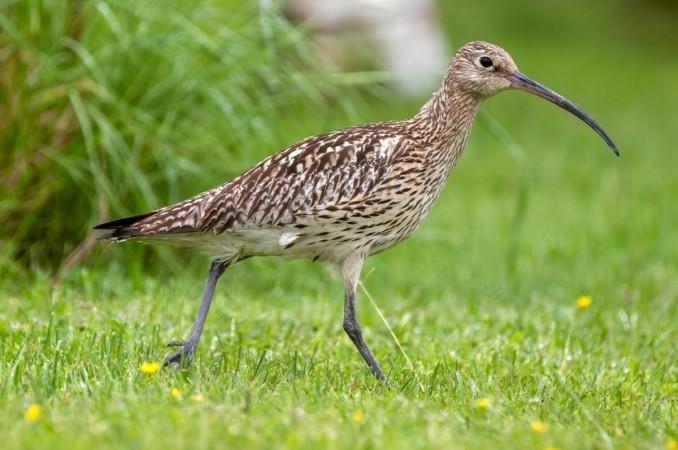 Eurasian Curlew. Eurasian Curlew.