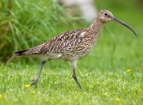 Eurasian Curlew.
