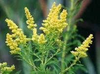 Goldenrods