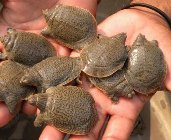 Turtles