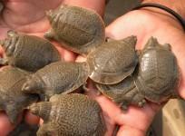 Turtles