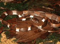 Dipsas aparatiritos