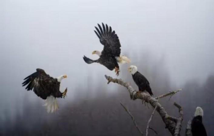 Indian American wins National Geographic's 'Pictures of the Year'.(PHOTO COURTESY: NATIONAL GEOGRAPHIC) National Geographic's 'Pictures of the Year'