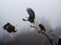 National Geographic's 'Pictures of the Year'