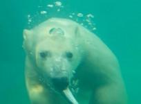 polar bears