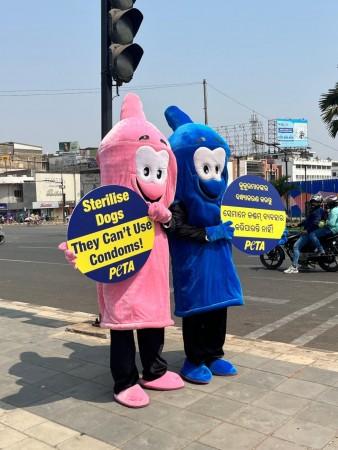 Dressed as giant condoms and holding signs that read PETA