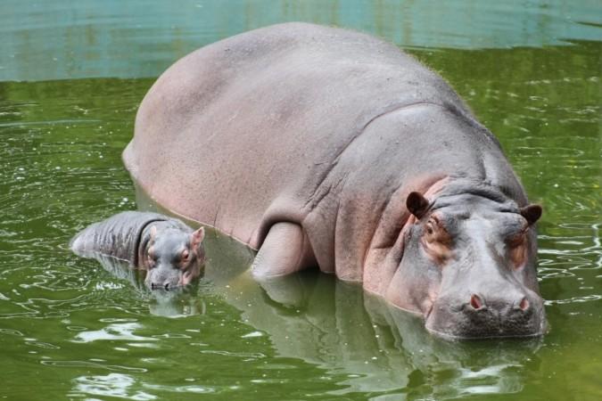 Hippo Hippo